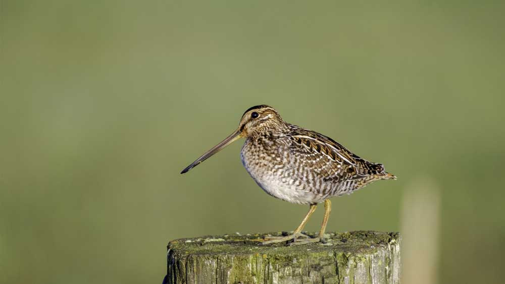 Woodcocks Fit for Different Situations The Institute for Creation